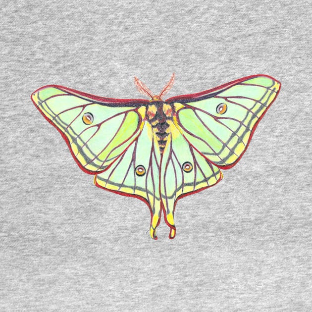 Luna Moth by Tinker and Bone Studio